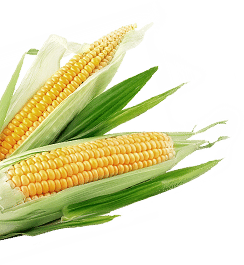 corn color