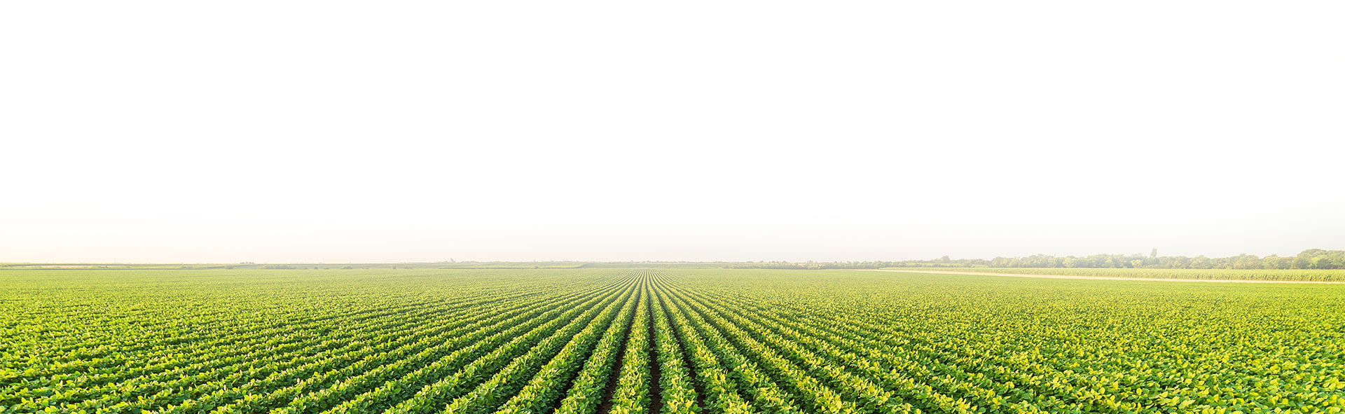 green-field