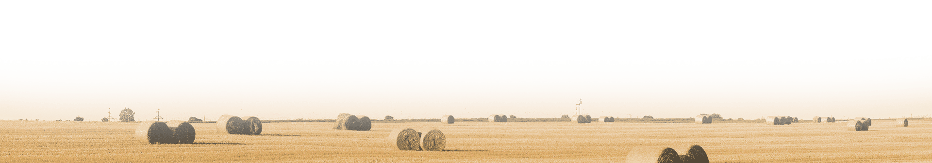 yellow-f